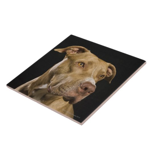 Porträt roten Nase pitbull mit Schwarzem Fliese (Seite)