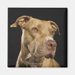 Porträt roten Nase pitbull mit Schwarzem Magnet