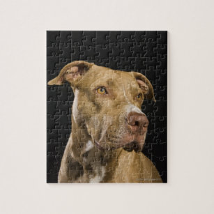 Pitbull Puzzle Zazzle De