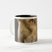 Porträt roten Nase pitbull mit Schwarzem Zweifarbige Tasse (Vorderseite Links)