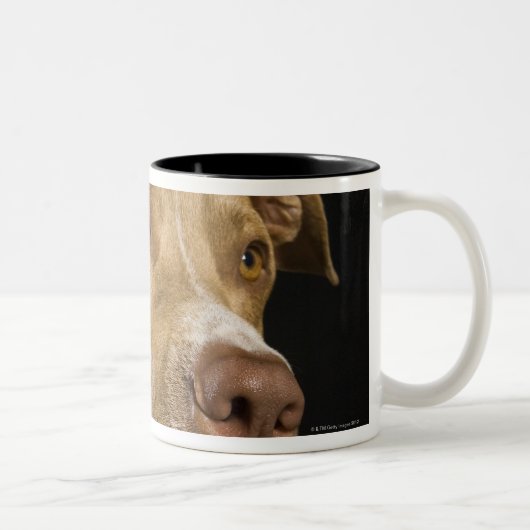 Porträt roten Nase pitbull mit Schwarzem Zweifarbige Tasse (Rechts)