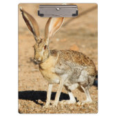 Porträt von Antelope Jackkanbit, Arizona Klemmbrett (Vorderseite)