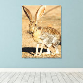 Porträt von Antelope Jackkanbit, Arizona Leinwanddruck (Insitu (Holzboden))