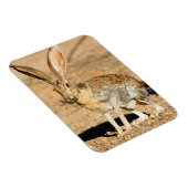 Porträt von Antelope Jackkanbit, Arizona Magnet (Rechte Seite)