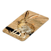 Porträt von Antelope Jackkanbit, Arizona Magnet (Linke Seite)