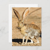 Porträt von Antelope Jackkanbit, Arizona Postkarte (Vorne/Hinten)