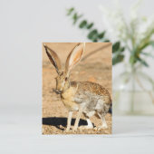 Porträt von Antelope Jackkanbit, Arizona Postkarte (Stehend Vorderseite)