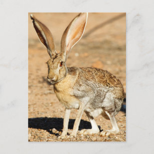 Porträt von Antelope Jackkanbit, Arizona Postkarte