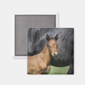 Porträt von Braunfressern Magnet (Vorderseite/Rückseite)