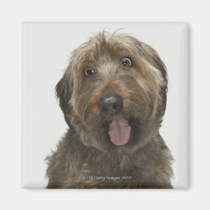 Porträt von Briard Hund Magnet