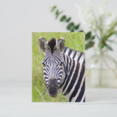 Porträt von EbenenZebra, Hluhluwe-Umfolozi Spiel Postkarte (Stehend Vorderseite)