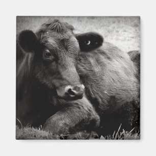 Porträt von einem Angus Magnet