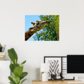 Porträt von Giraffen zum Essen eines Blattes Poster (Heimbüro)