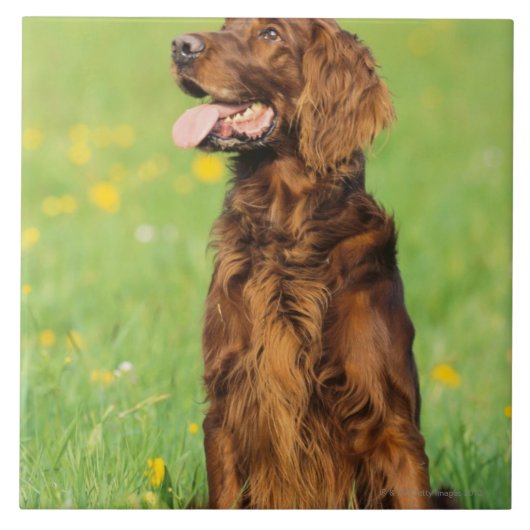 Porträt von Hund 2 Fliese (Vorderseite)