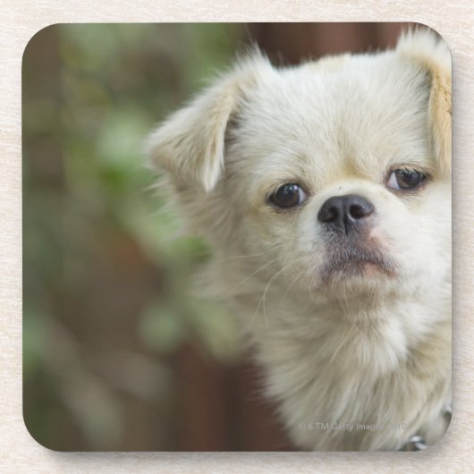 Porträt von Hund 2 Untersetzer (Vorderseite)
