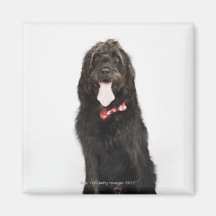 Porträt von Labradoodle Hund Magnet