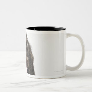 Porträt von Labradoodle Hund Zweifarbige Tasse
