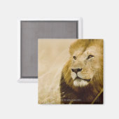 Porträt von Löwen (Panthera leo), Masai Mara Magnet (Vorderseite/Rückseite)