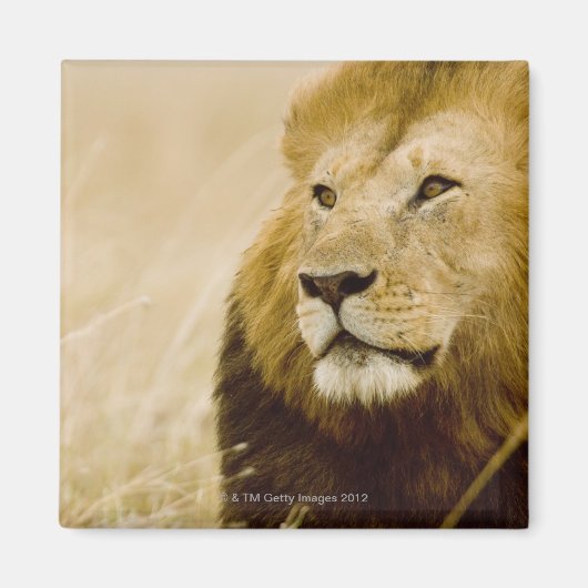 Porträt von Löwen (Panthera leo), Masai Mara Magnet (Vorne)