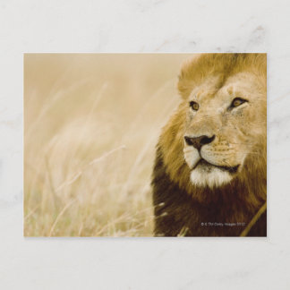 Porträt von Löwen (Panthera leo), Masai Mara Postkarte