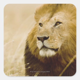 Porträt von Löwen (Panthera leo), Masai Mara, Quadratischer Aufkleber