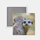 Porträt von Mekkaten oder Chirurikaten Magnet (Vorderseite/Rückseite)