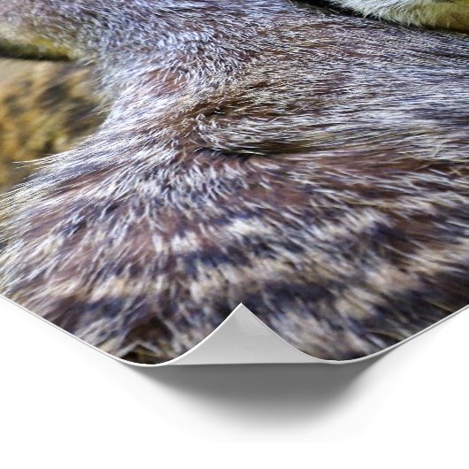 Porträt von Mekkaten oder Chirurikaten Poster (Ecke)