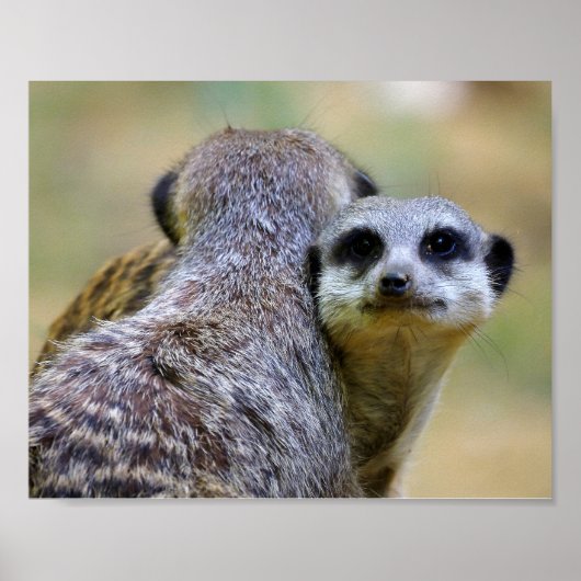 Porträt von Mekkaten oder Chirurikaten Poster (Vorne)