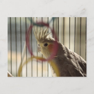 Porträt von Molly durch den Ring Postkarte