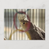 Porträt von Molly durch den Ring Postkarte (Vorderseite)