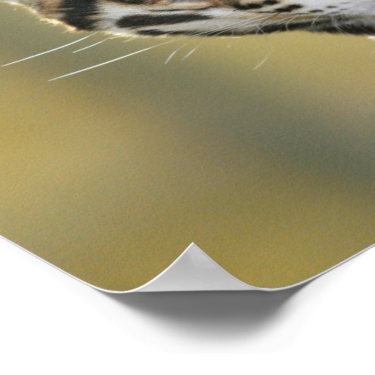 Porträt von Ozelot Poster (Ecke)