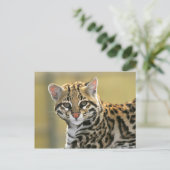 Porträt von Ozelot Postkarte (Stehend Vorderseite)