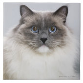 Porträt von Ragdoll Katze Fliese (Vorderseite)