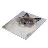 Porträt von Ragdoll Katze Fliese (Seite)