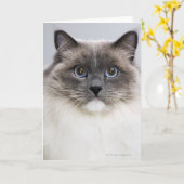 Porträt von Ragdoll Katze Karte (Gelbe Blume)