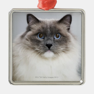 Porträt von Ragdoll Katze Ornament Aus Metall