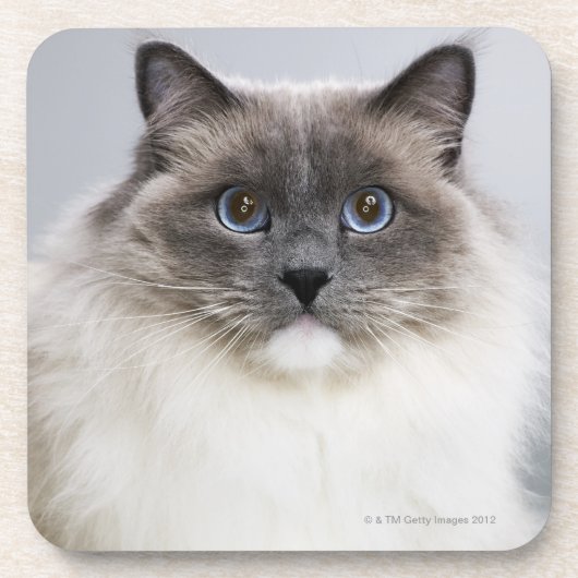 Porträt von Ragdoll Katze Untersetzer (Vorderseite)
