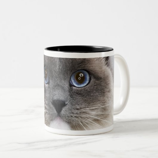 Porträt von Ragdoll Katze Zweifarbige Tasse (VorderseiteRechts)