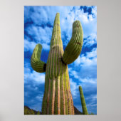 Porträt von Saguaro, Arizona Poster (Vorne)