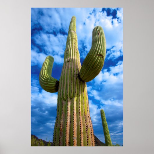 Porträt von Saguaro, Arizona Poster (Vorne)