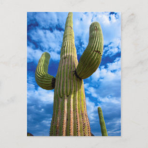 Porträt von Saguaro, Arizona Postkarte