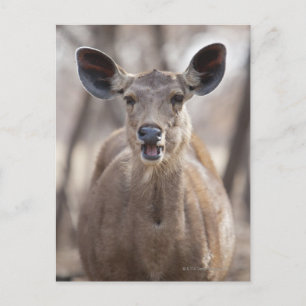 Porträt von Sambar ire doi (Rusa unicolor) Postkarte