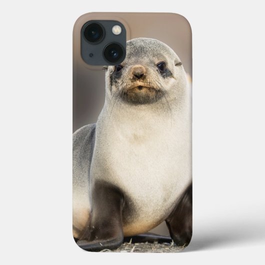 Porträt von Siegel Pup am Strand Case-Mate iPhone Hülle (Rückseite)