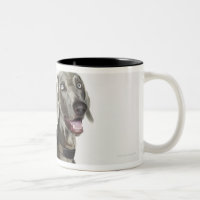 Porträt von Weimaraner Hund