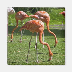 Porträt-Zeichnungseffekt Kunst Rosa Flamingo Magnet
