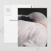 Porträt-Zeichnungseffekt-Kunst Rosa Flamingo Postkarte (Vorne/Hinten)