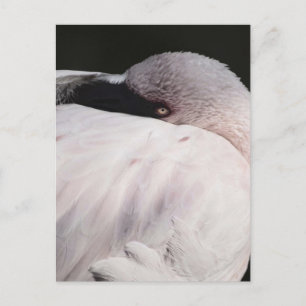 Porträt-Zeichnungseffekt-Kunst Rosa Flamingo Postkarte