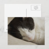 Porträtdetails einer Hauskatze, die schläft Postkarte (Vorne/Hinten)