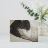 Porträtdetails einer Hauskatze, die schläft Postkarte (Stehend Vorderseite)