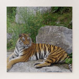 Porträtfoto eines Sibirischen Tigers Puzzle